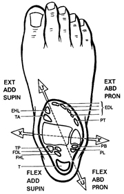 Anatomie-Physiologie